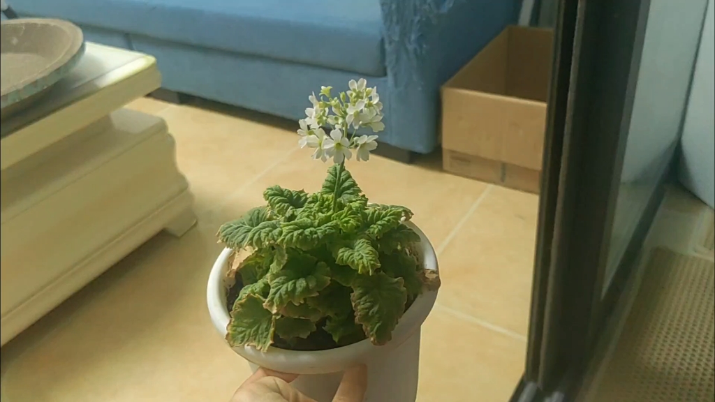 这绿花樱草绿吗?在我家也是一副半死不活的样子,我可能不适合养樱草