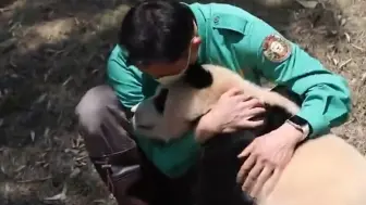 Скачать видео: 福宝被游客砸哭，宋爷爷眼神透露出杀气，当场怒斥