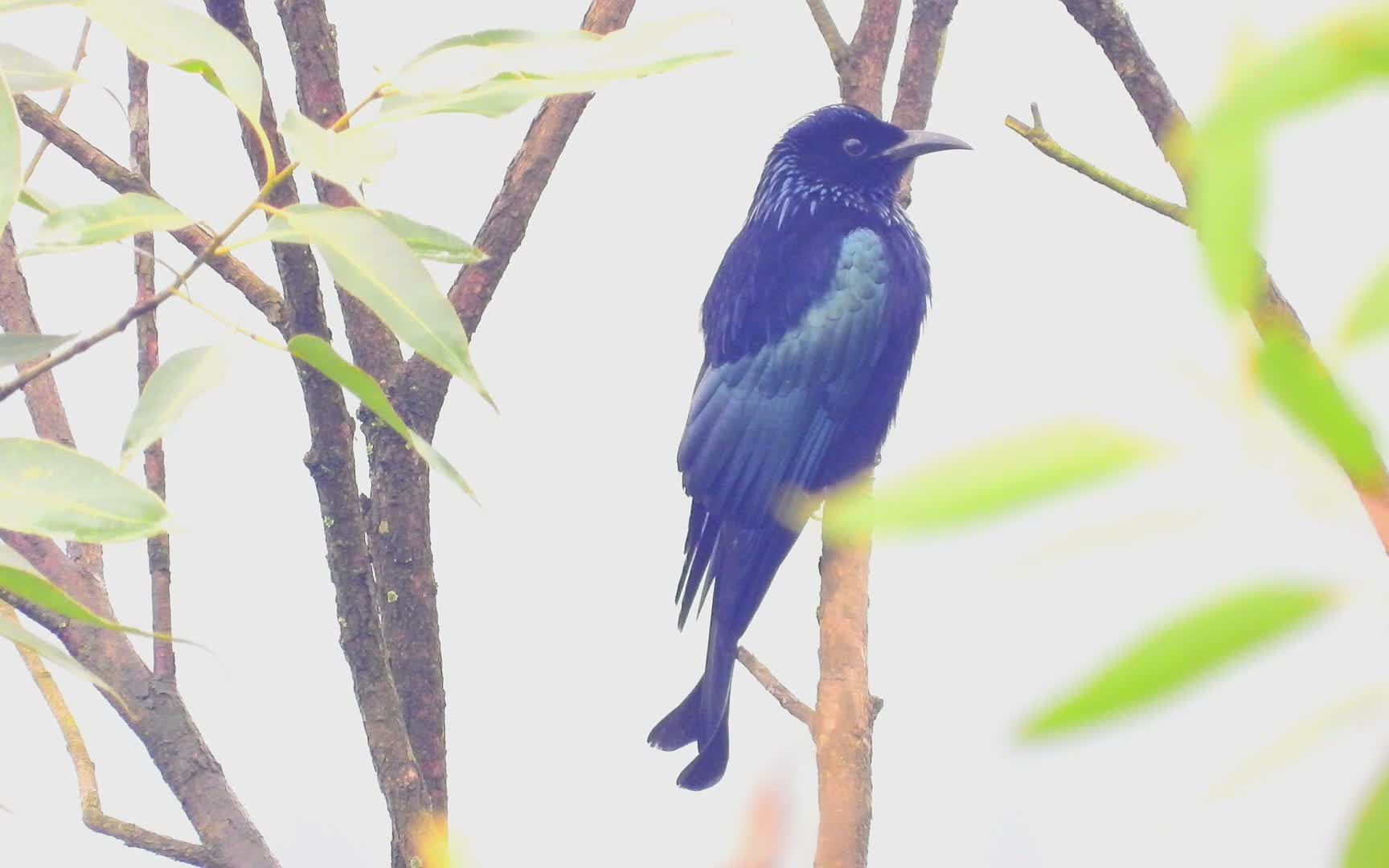 蓝桉树上的鸟图片图片
