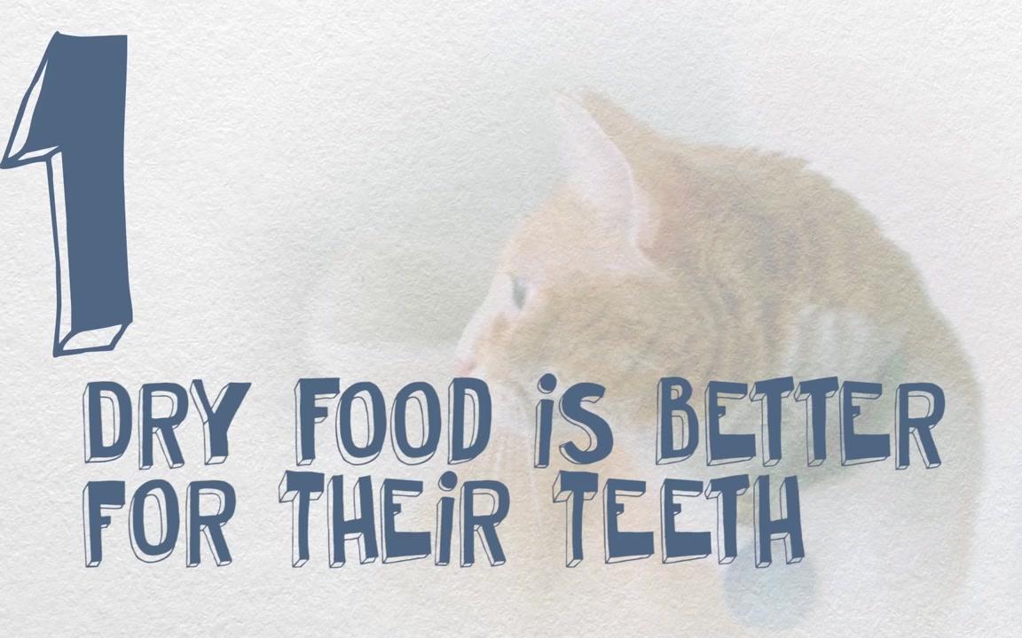 安迪洛克医生103catfoodmythsthatneedtobebusted