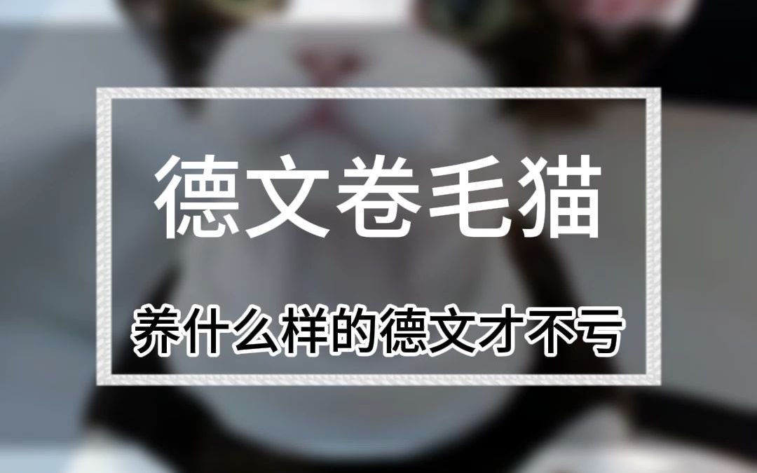 养什么样的德文才不亏?德文卷毛猫多少钱一只?德文卷毛猫的价格是多少?(5207)哔哩哔哩bilibili