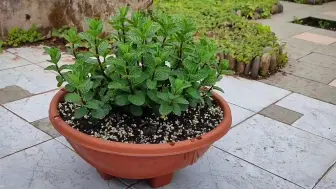 小花盆里薄荷长的太茂密 来个剃头式修剪吧 哔哩哔哩 つロ干杯 Bilibili