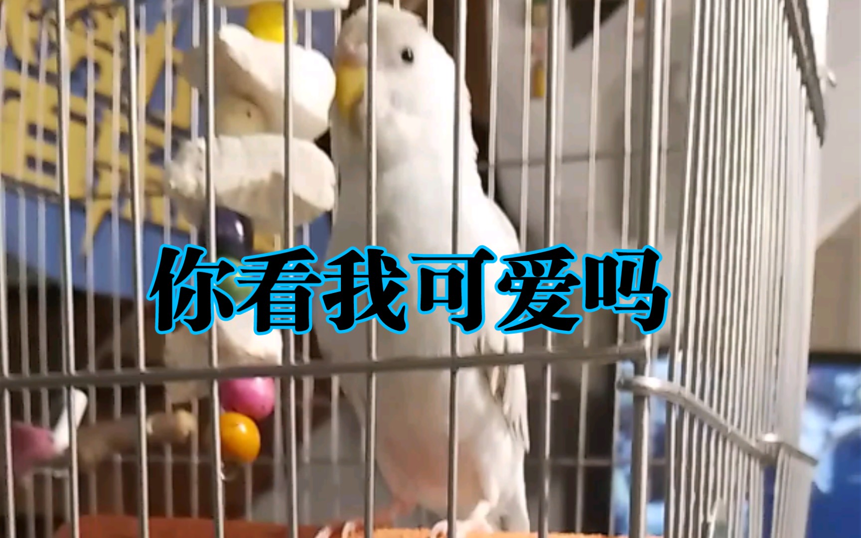 出去玩碰到了一隻小bird只喜歡我的袖子不喜歡我