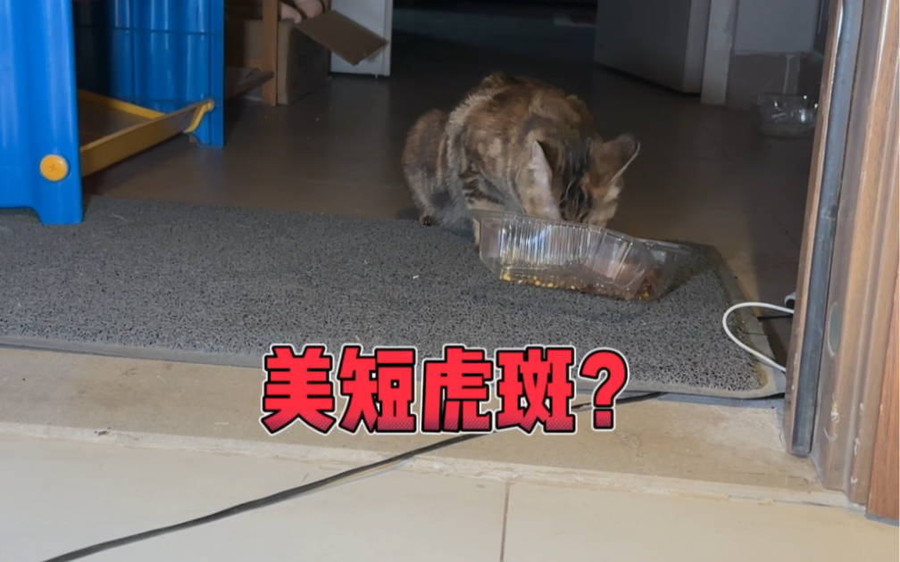 流浪猫怀孕了?美短虎斑?小狸花?哔哩哔哩bilibili