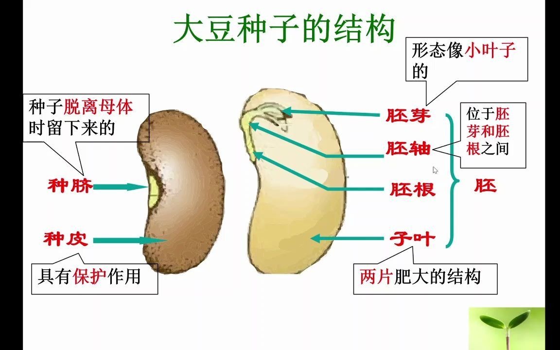 [图]植物的生殖器官——种子