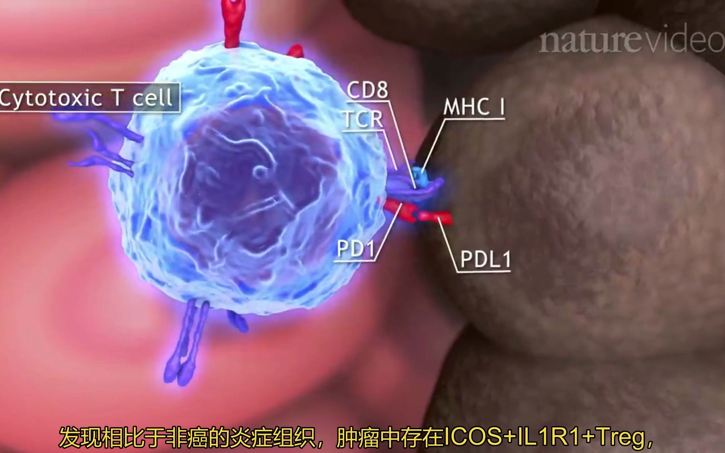 《自然》:科学家在肿瘤中发现超级免疫抑制细胞哔哩哔哩bilibili