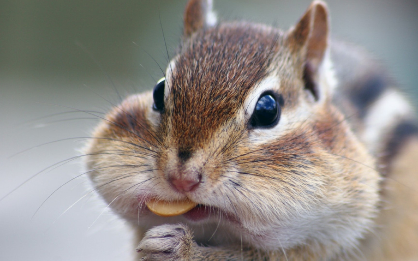 看怀孕小松鼠竟然这么治愈～ 吃瓜子边吃边掉_哔哩哔哩 (゜-゜)つロ