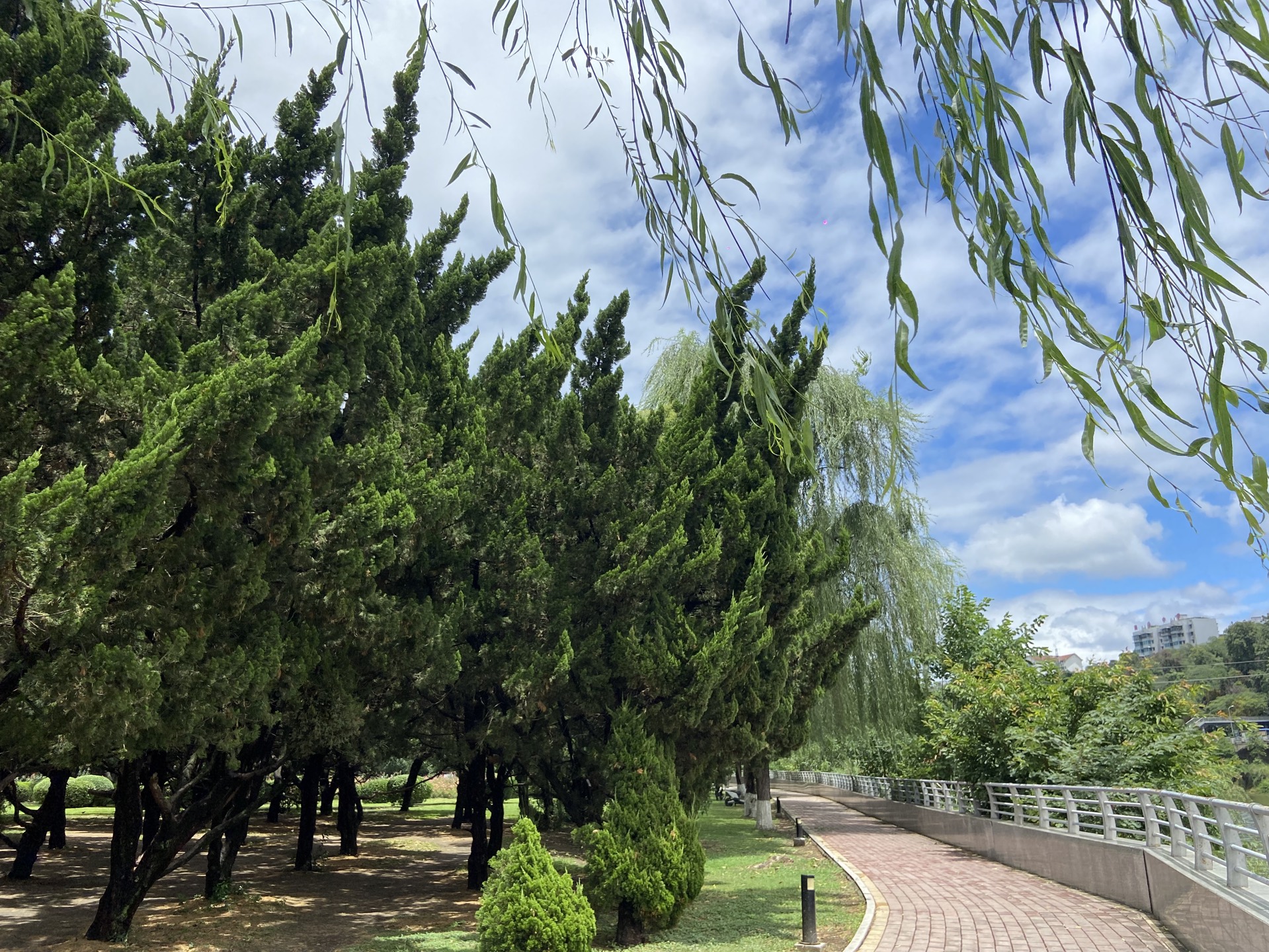 雨后柏树林,理解了乌木沉香的意蕴.