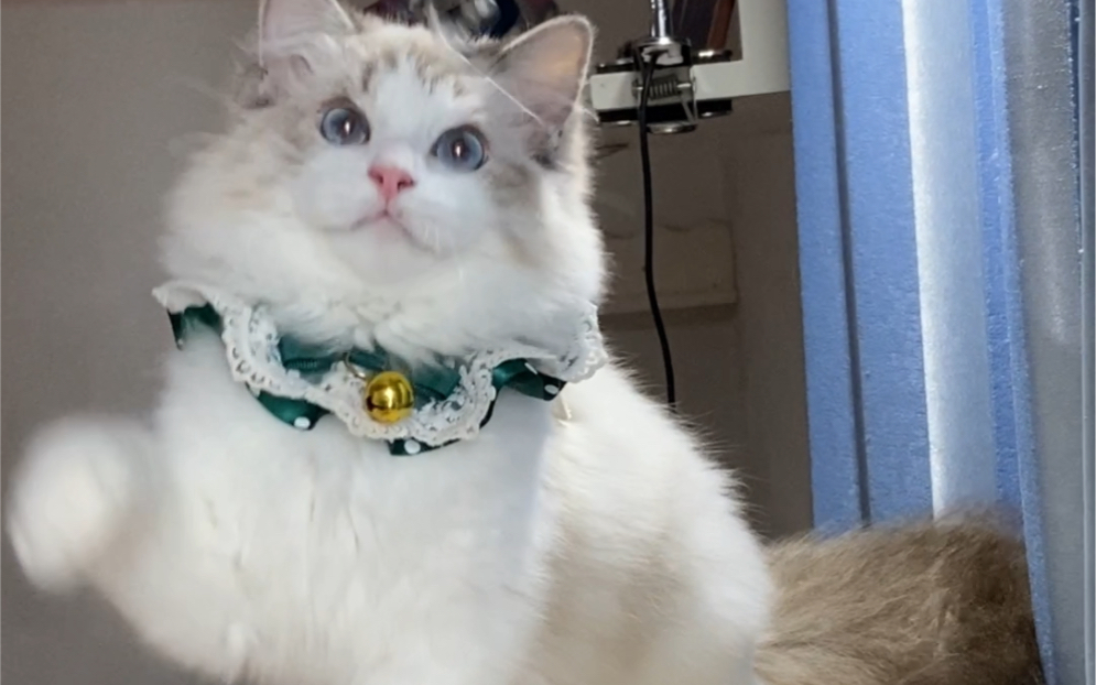 帅气的山双布偶猫