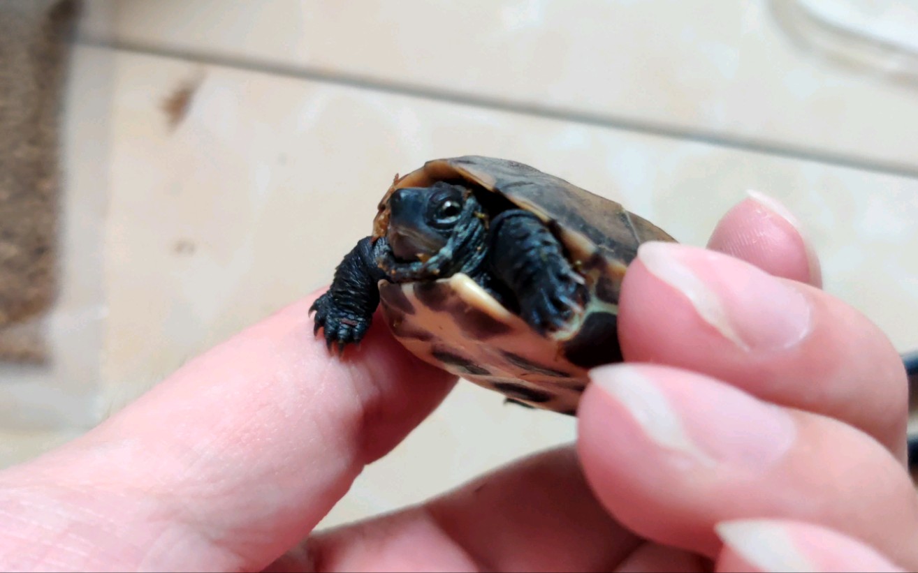 淘宝白嫖杂色草龟开箱_哔哩哔哩 (゜-゜)つロ 干杯~-bilibili