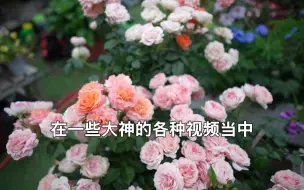 下载视频: 月季真的不能随便浇水，（以果汁阳台为例）14字说明白月季浇水