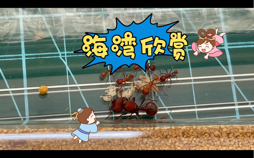 栗红(海湾)须蚁欣赏