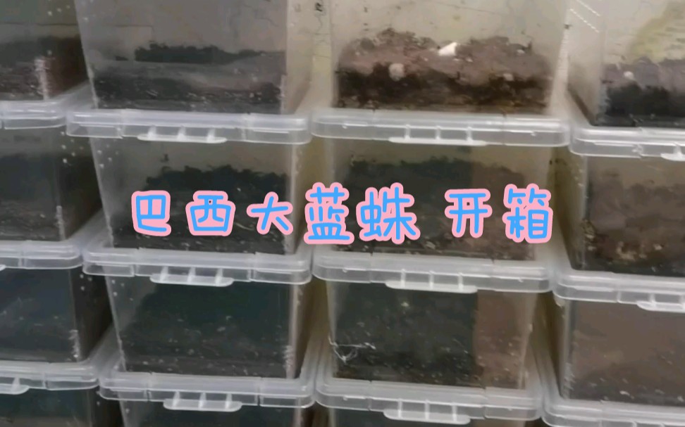 【异爬开箱】 巴西大蓝蛛 一个皮实好养但生长速度很慢的品种哔哩哔哩bilibili