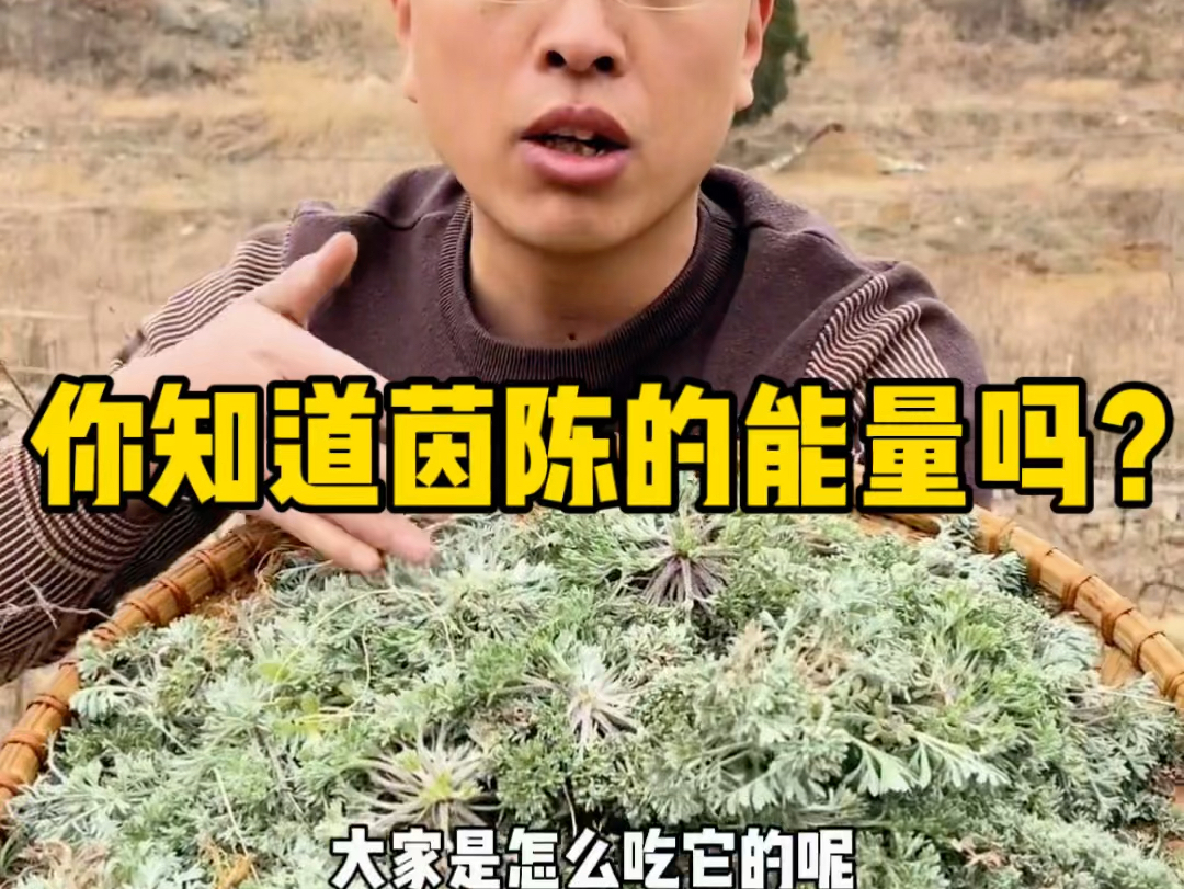 我等了它足足一年的时间,现在它终于长出来了,有的地方管它叫白蒿,它就是大名鼎鼎的茵陈.#大自然的馈赠 #茵陈 #植物科普哔哩哔哩bilibili