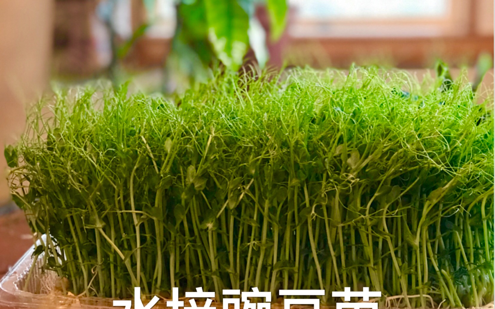 室内种植豌豆苗, 无土种植豌豆苗,planting and maintaining pea shoots, 简单易学,零失败哔哩哔哩bilibili