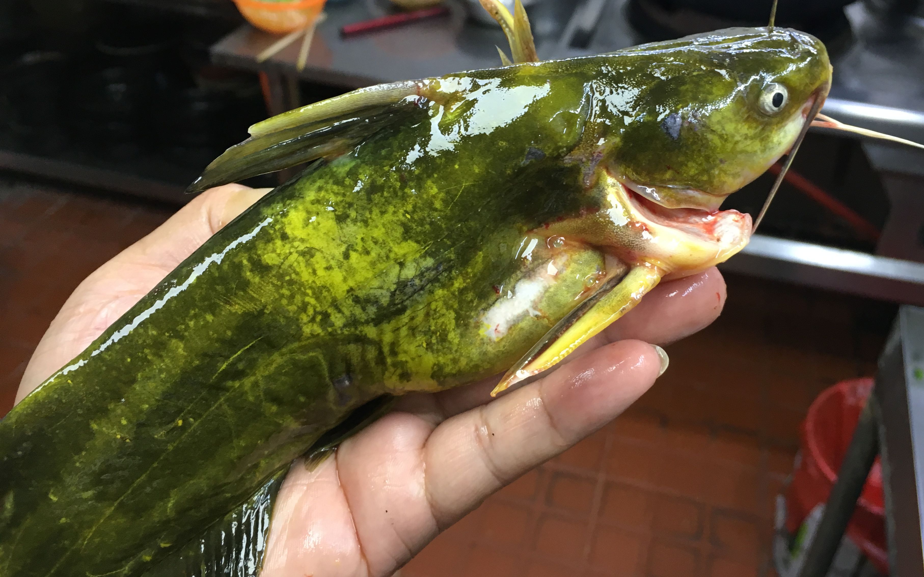 这样做的"酸汤黄骨鱼"酸爽开胃,汤汁奶白,鱼肉鲜嫩