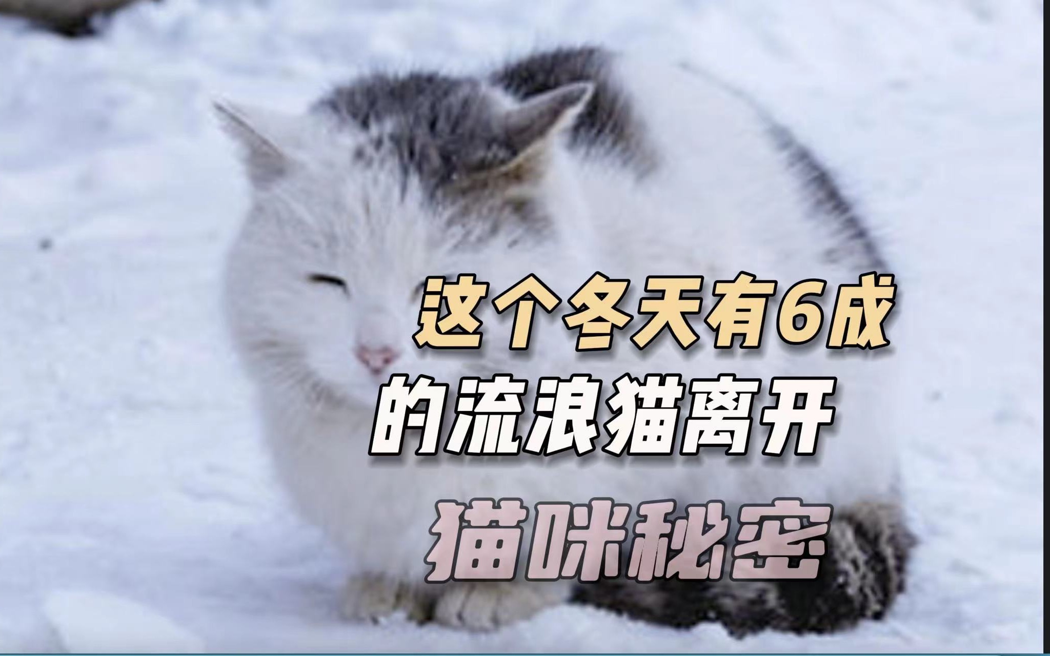 如何帮助流浪猫过冬,只需要简单的三个举动!哔哩哔哩bilibili