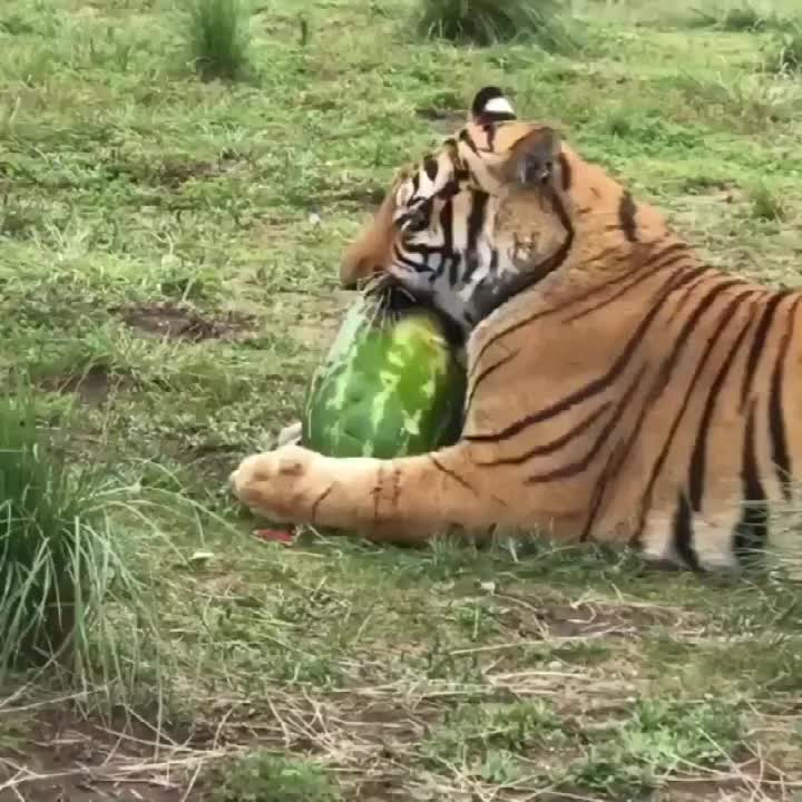 老虎吃西瓜啃皮啃到发脾气直接给你砸咯