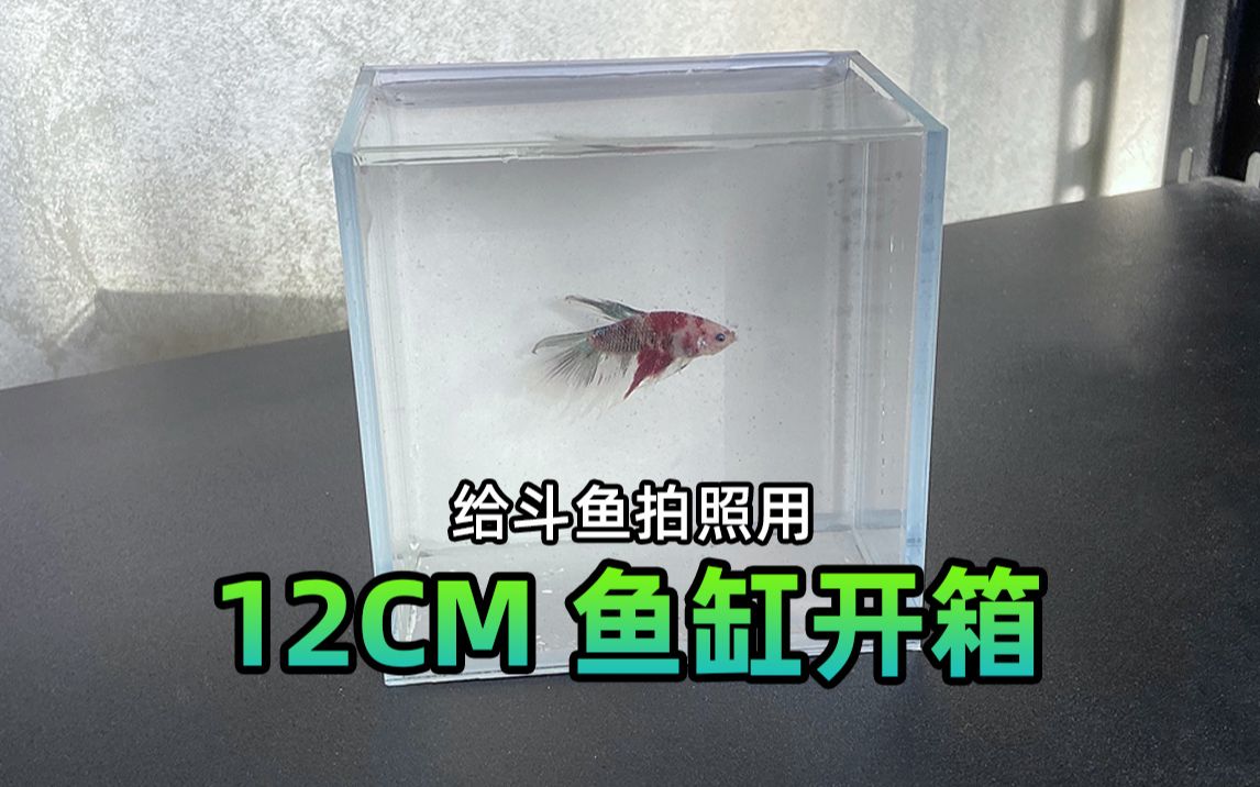 12cm超白鱼缸开箱,专门买给观赏鱼拍照用,水族坑又花了十几块哔哩哔哩bilibili