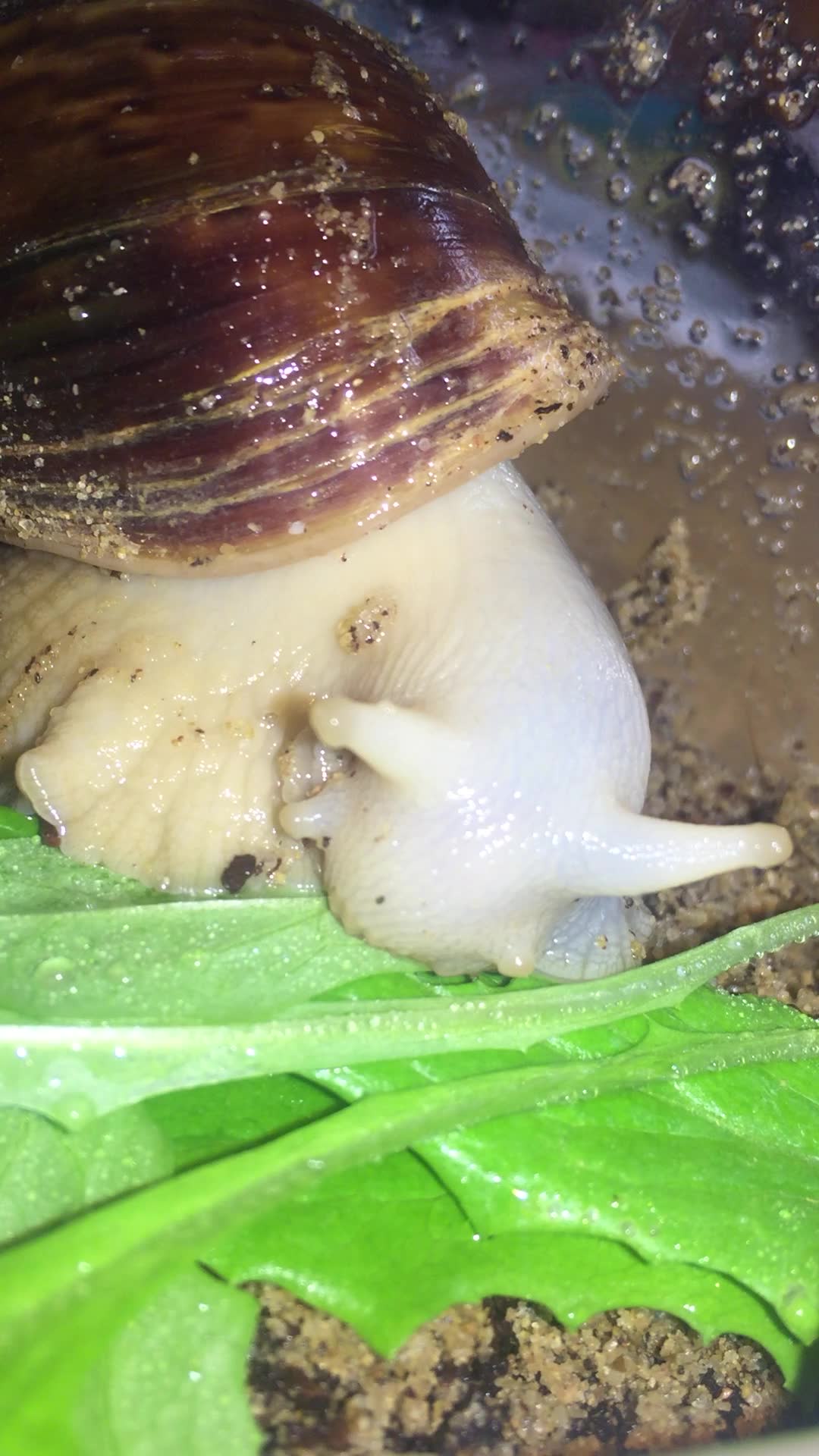 蜗牛的日常——蜗牛吃生菜叶