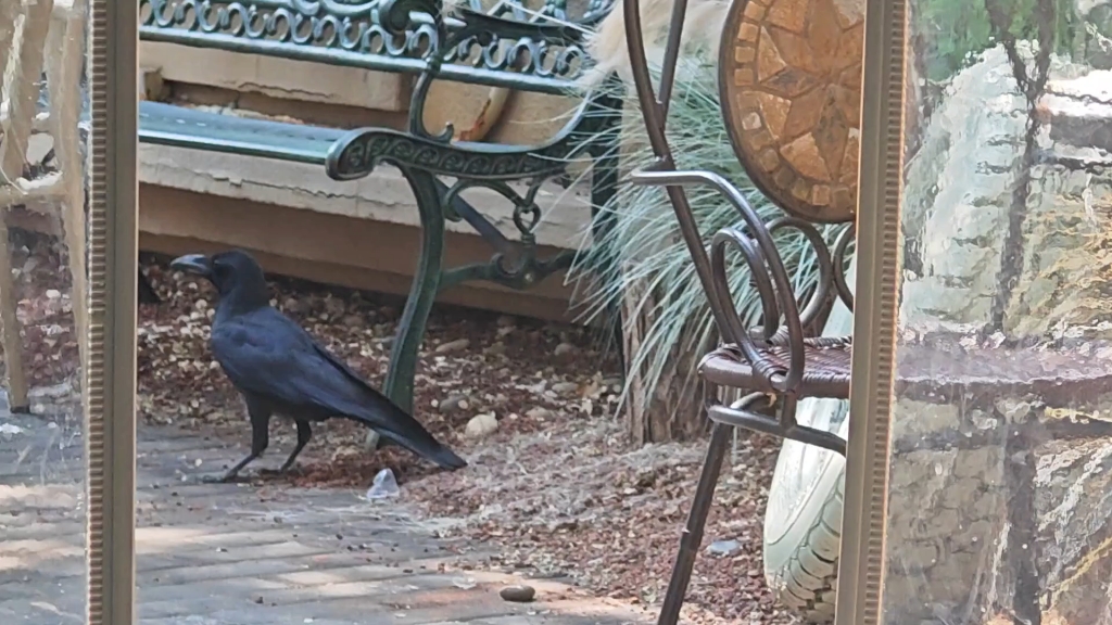 北京为什么那么多乌鸦 北京为什么那么多乌鸦