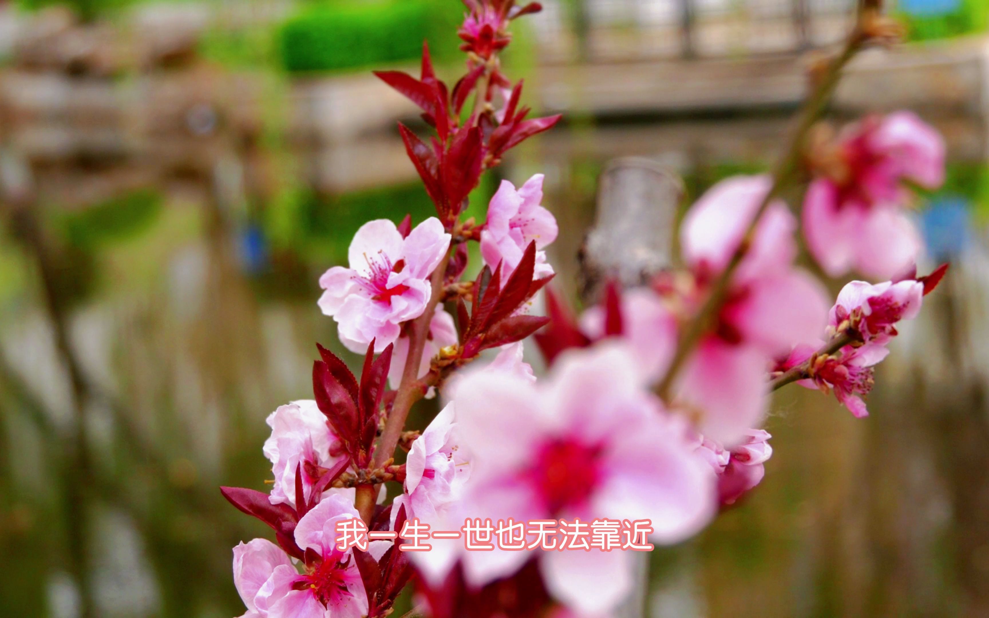 用手机拍摄粉嫩的花蕊散发着一阵阵清香,令人心旷神怡非常漂亮.哔哩哔哩bilibili