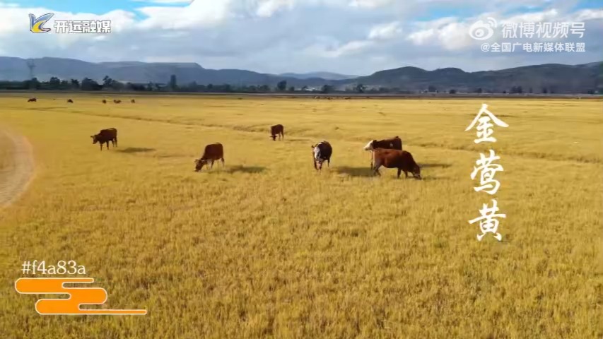 晴蓝、银朱、金莺黄、银鱼白......你可曾发现这广袤大地上的“中国传统色”?哔哩哔哩bilibili