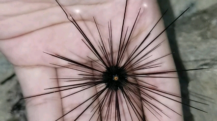 魔鬼海胆背上像长了一只眼