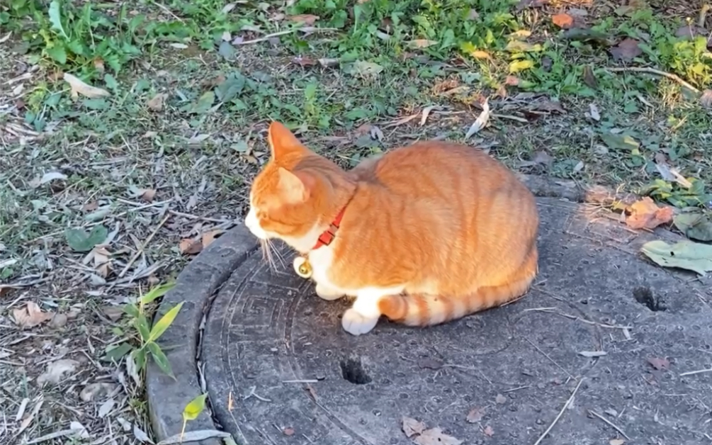 [图]学校的猫咪又有什么烦恼呢 就是天天被人撸