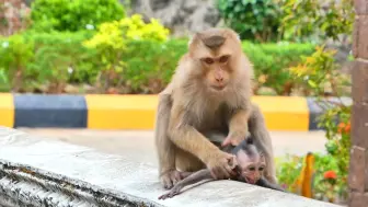 Tải video: 猴子从猴妈妈那里偷走婴儿