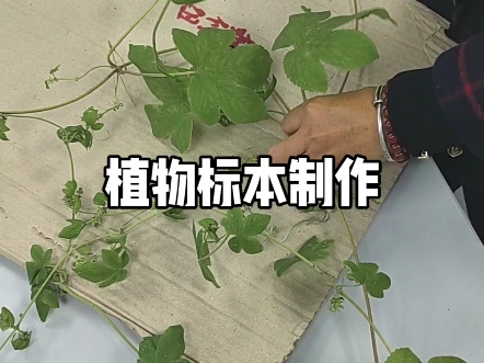 植物标本制作哔哩哔哩bilibili