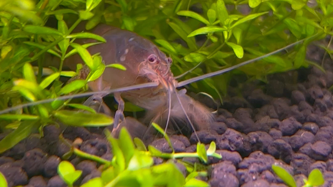 可爱的非洲巨型网球虾干饭