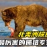 最厉害的捕猎专家，非北美洲棕熊莫属，抓鱼能手