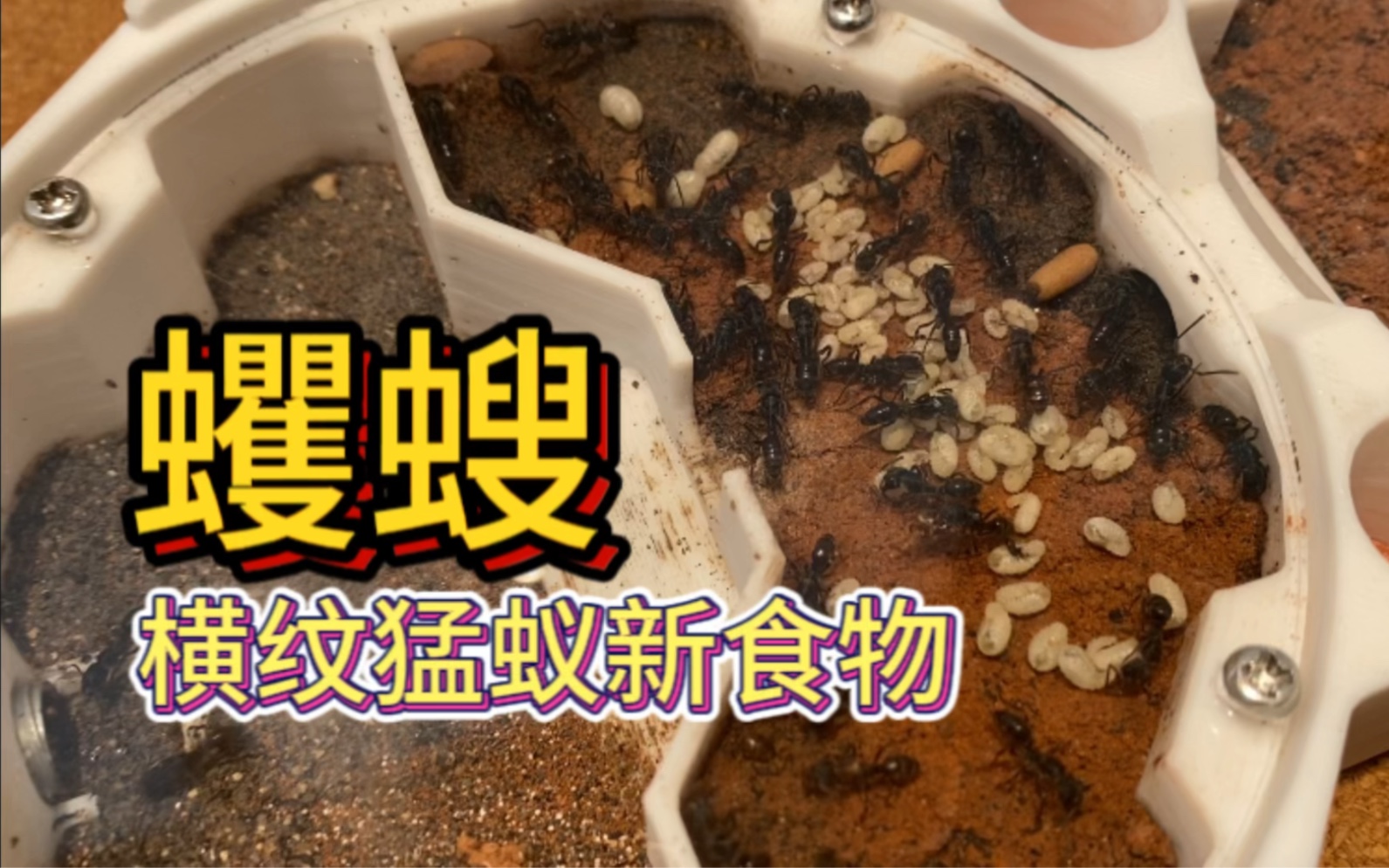 横纹猛蚁新食物蠼螋哔哩哔哩bilibili