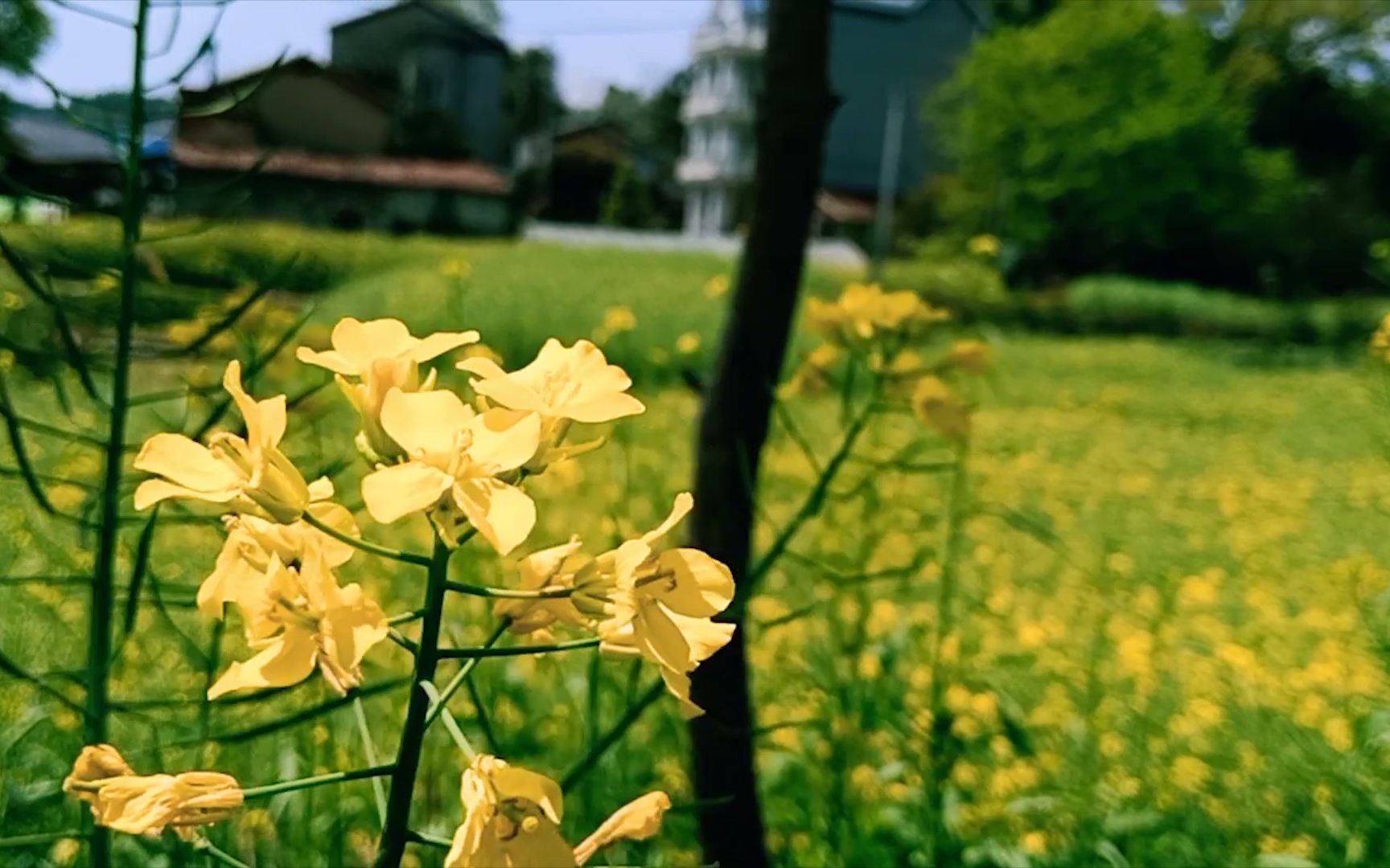 [图]手机拍摄 | 农村乡下4月清明时节的油菜花，伴着鸟叫和细风，觉着生命真是美好