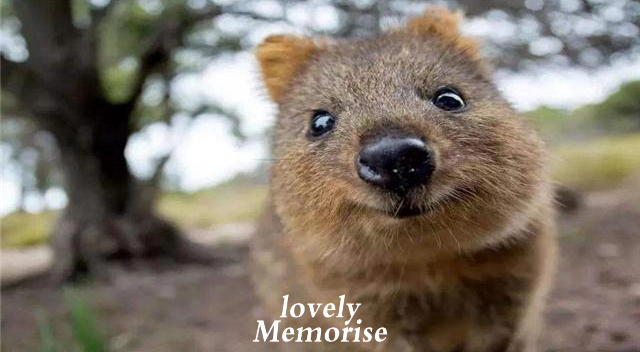 这个小动物太萌了