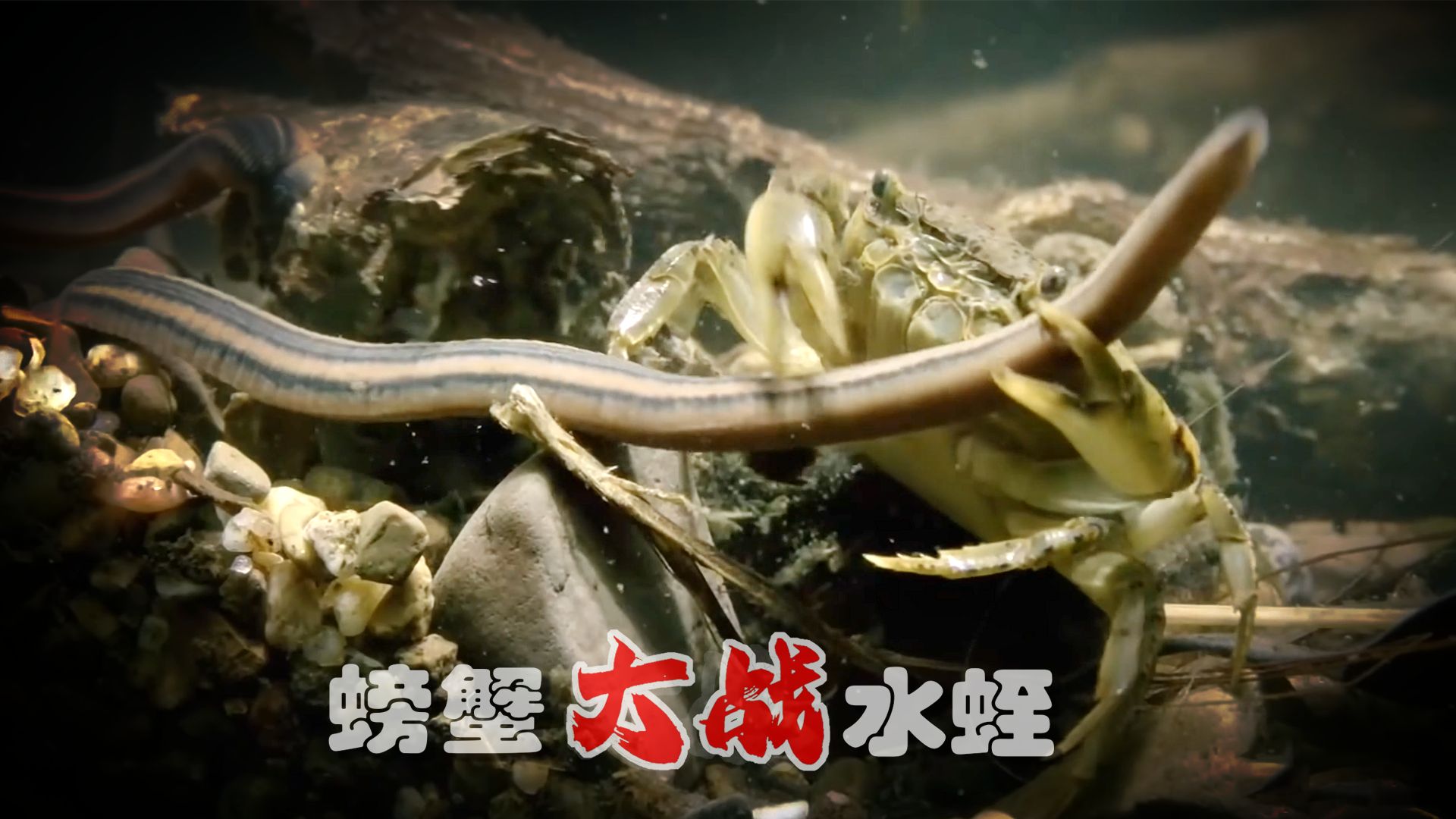螃蟹大战水蛭