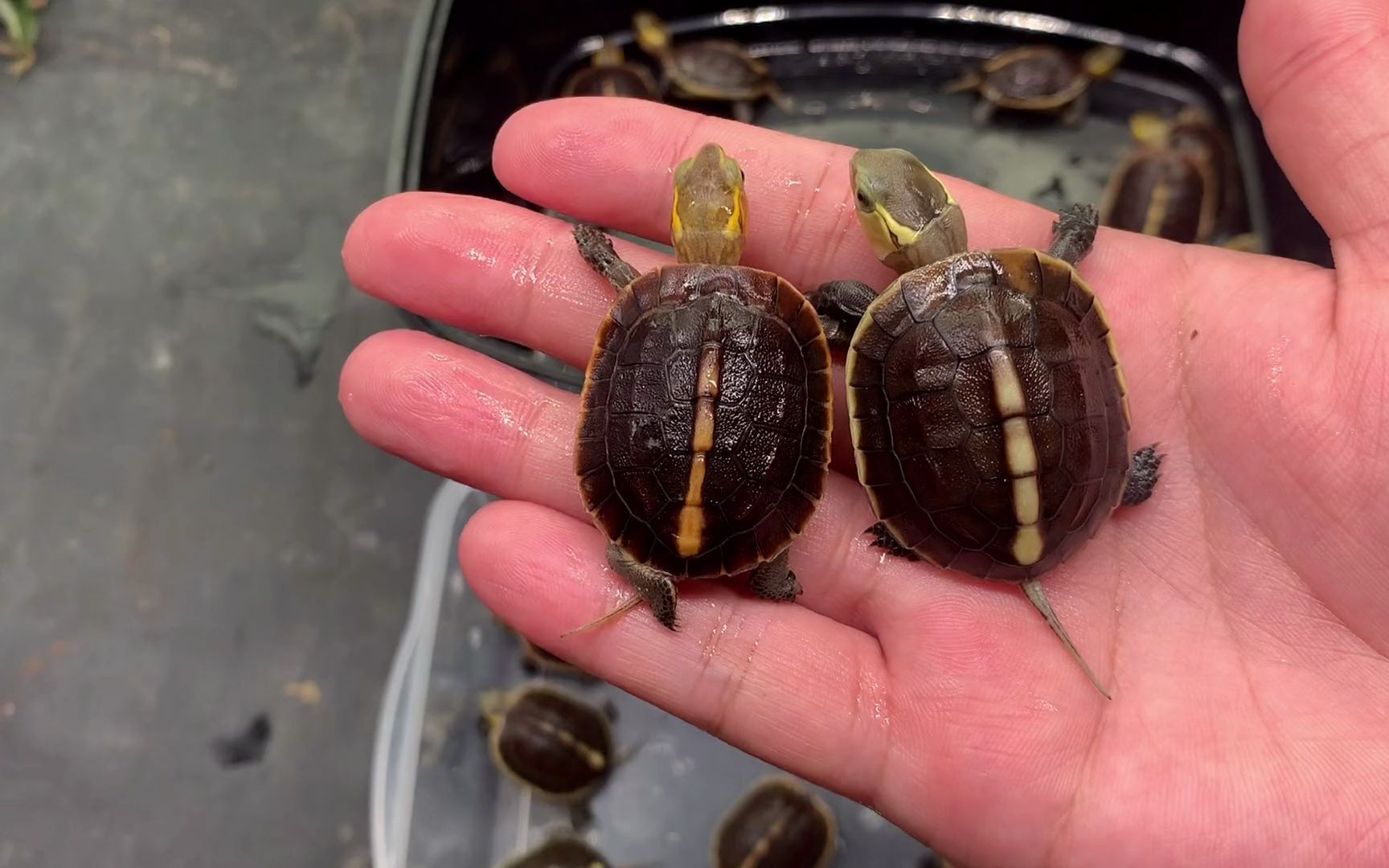 安缘苗台缘苗2021年出壳啦