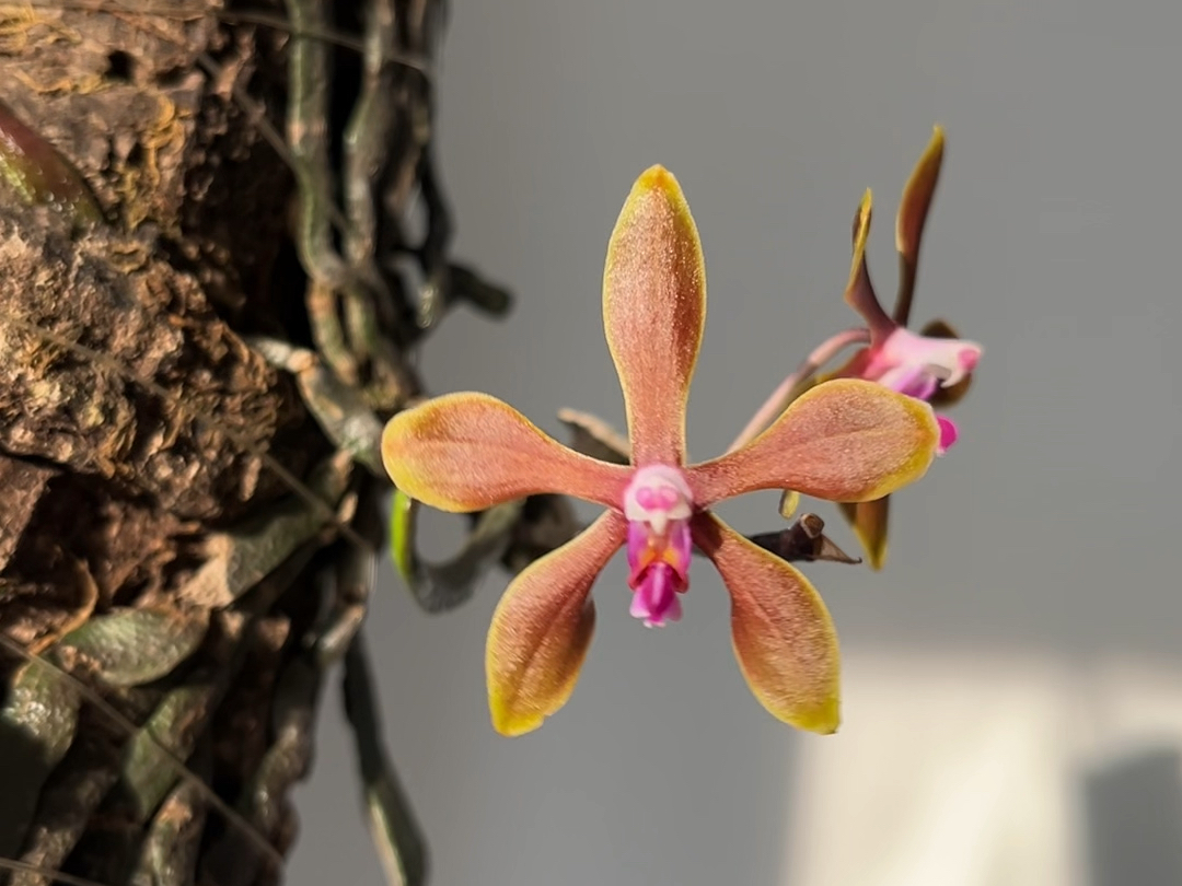 阳光下的尖囊蝴蝶兰