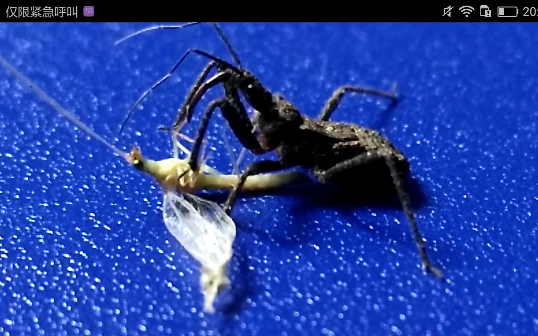 【猎蝽】猎蝽捕食草蛉,老脸一红(27ω27)