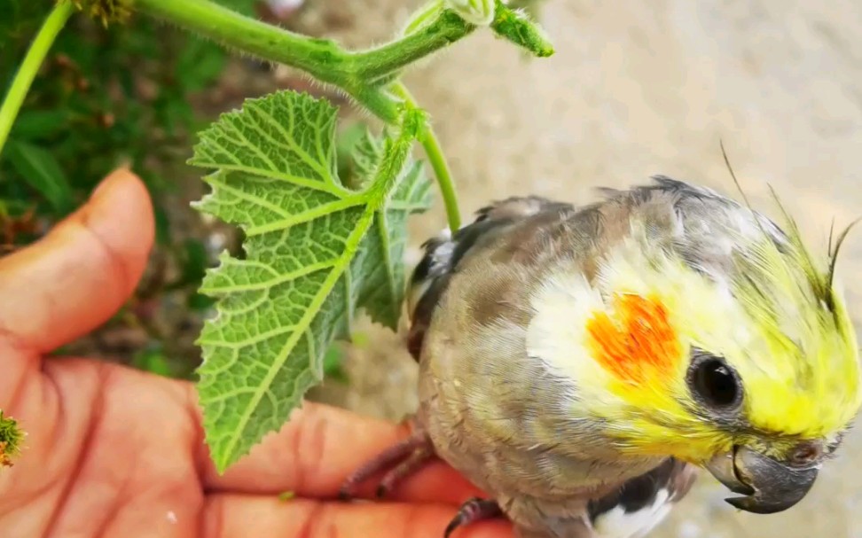 我家的旋风鹦鹉(走地鸡)