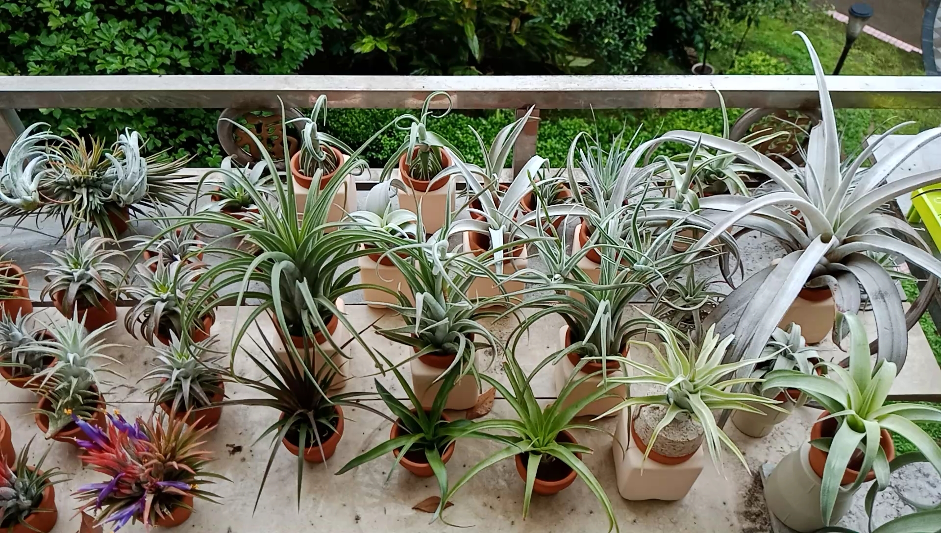 空气凤梨re:关于是否需要用遮阳网的看法!