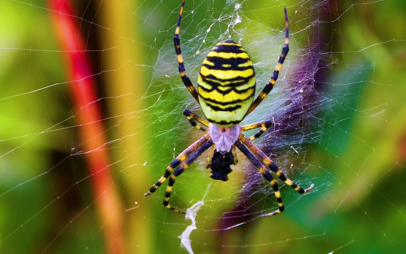 4k hdr 60fps dolby vision - colorfully dynamic animal 杜比视觉