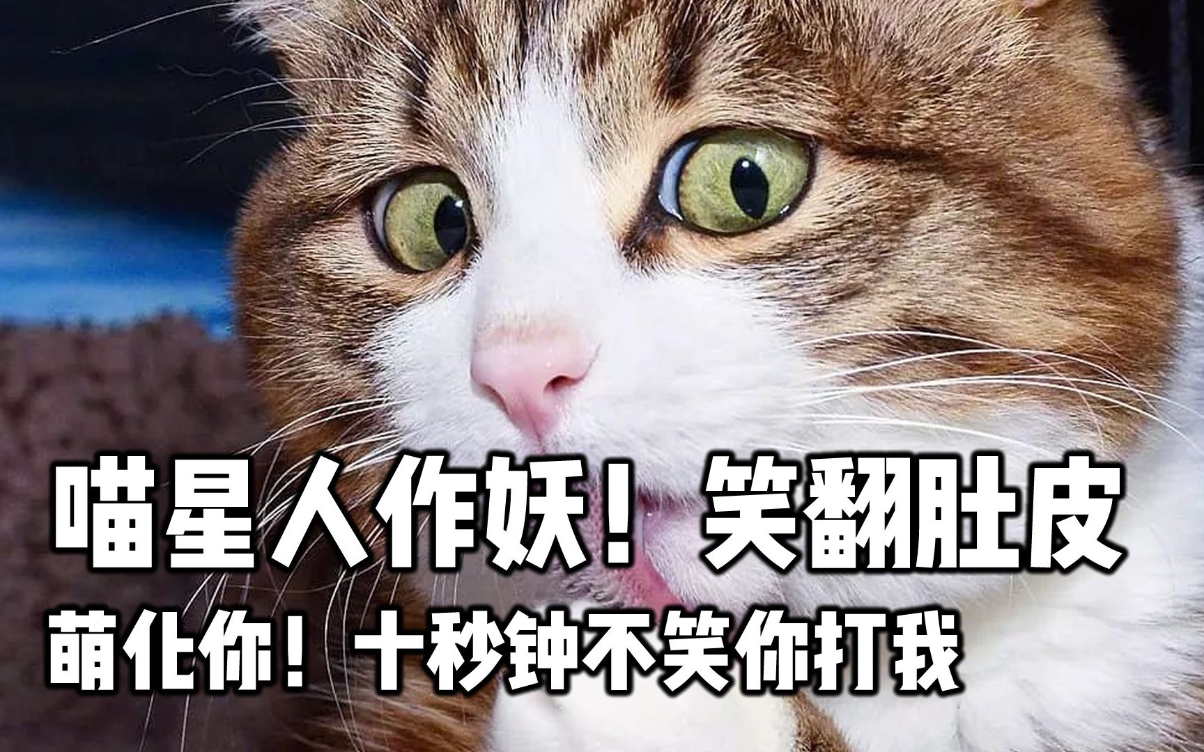 笑死人,喵星人天天作妖,让人头疼,你有什么好办法制服它们吗?