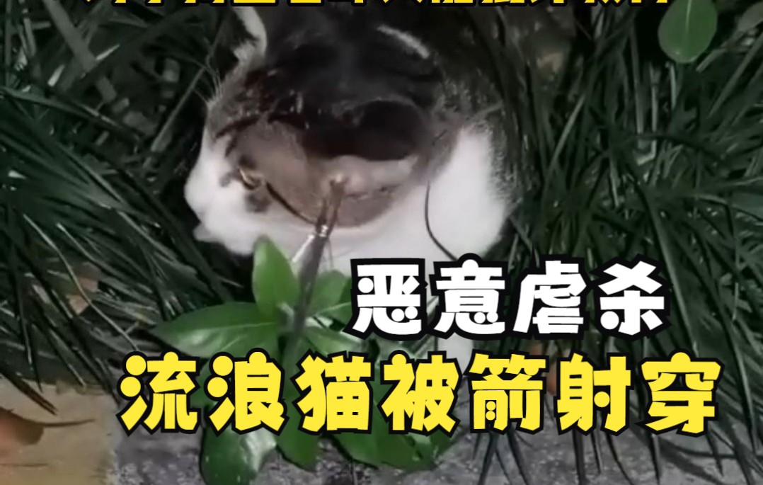 [图]流浪猫惨遭暗箭射杀，都是无辜的生命啊