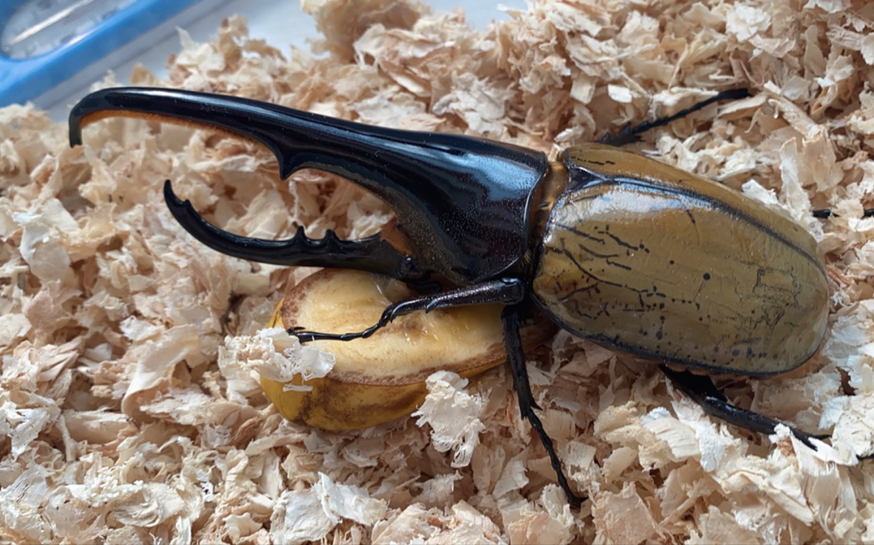 142dhh长戟大兜虫开箱_哔哩哔哩_bilibili