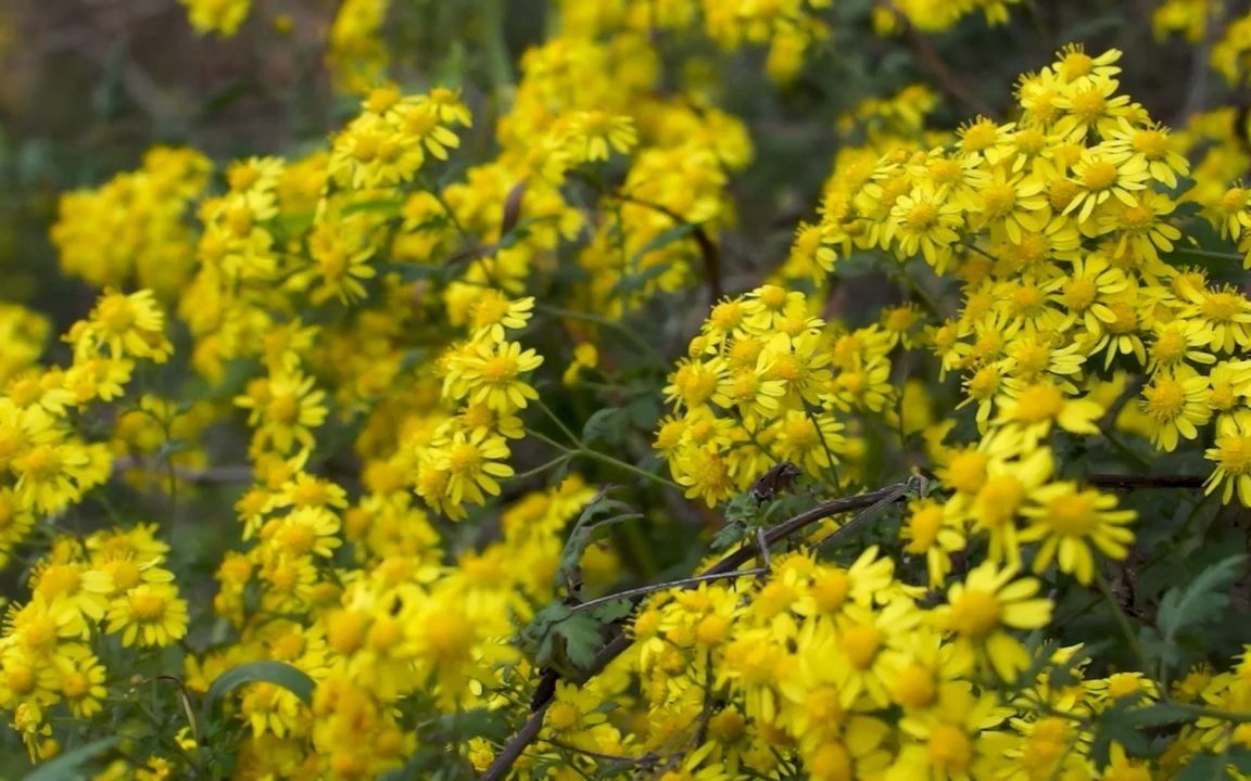 [图]秋天野菊花