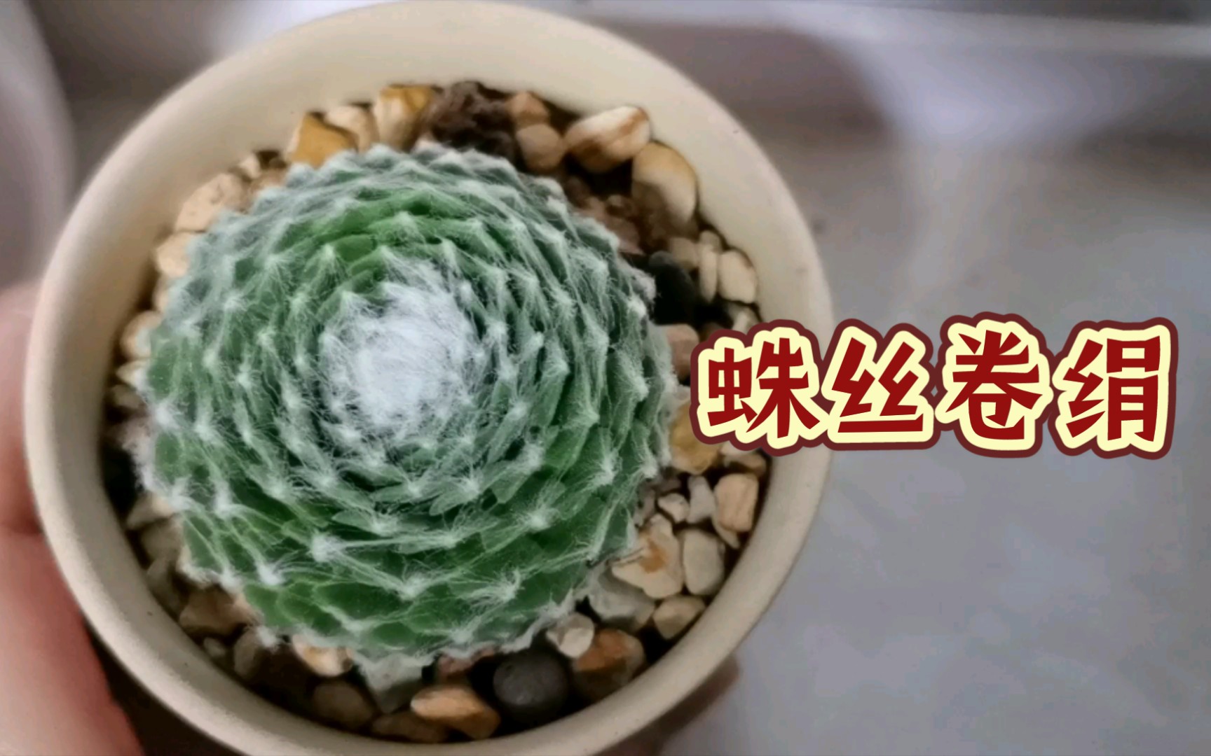 多肉植物介绍——蛛丝卷绢 长生草哔哩哔哩bilibili