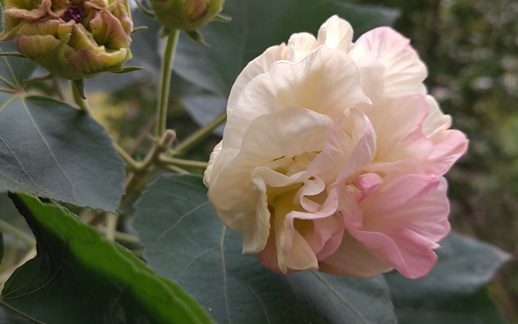 [图]木芙蓉：一天能变三种颜色，还能长成几米高的大树，也叫三醉芙蓉。