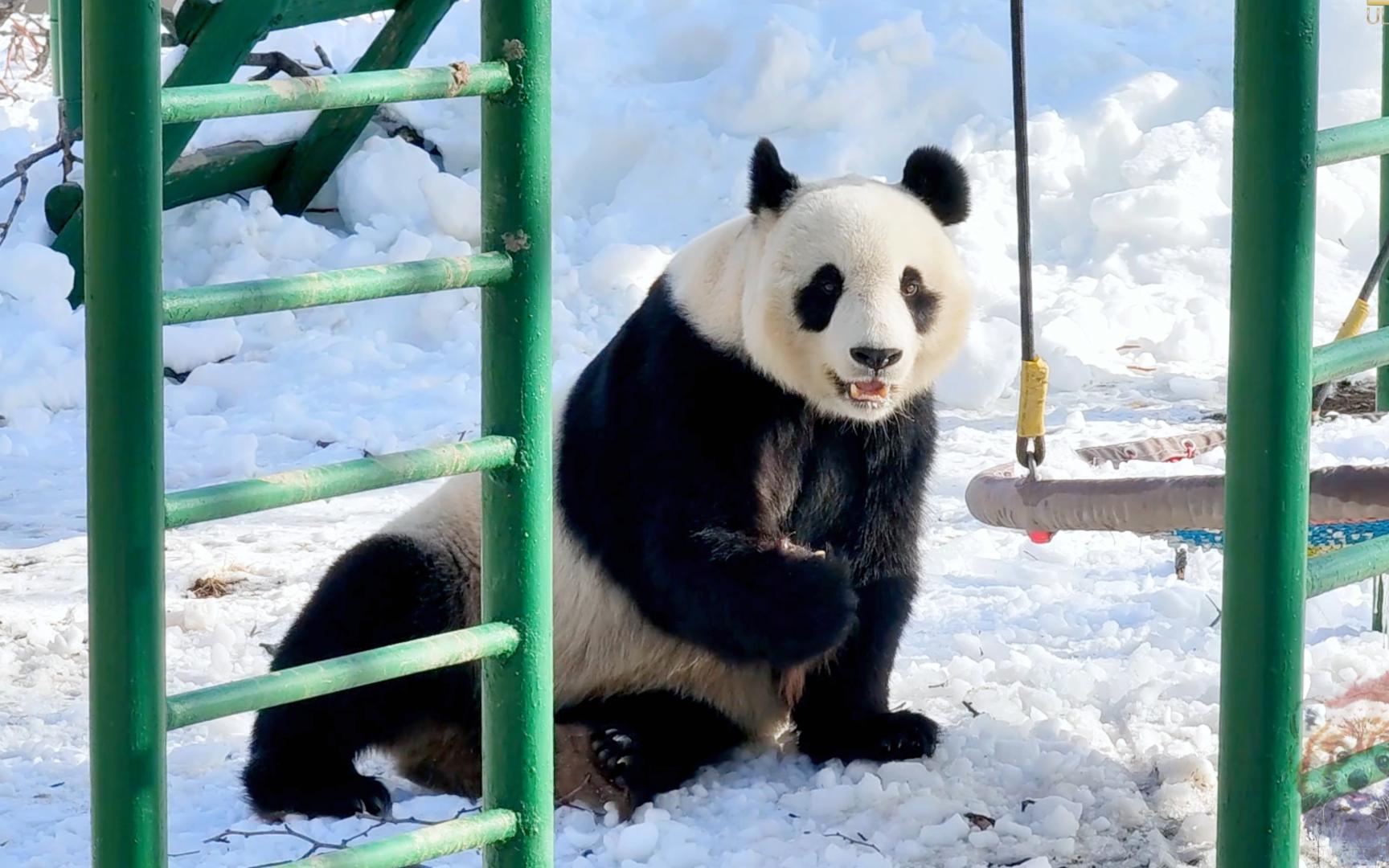 壁纸 大熊猫 动物 1728_1080
